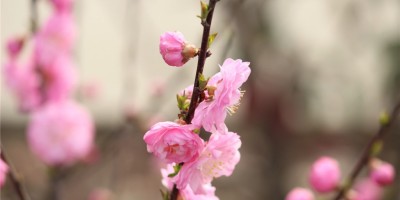 榆叶梅花开 榆叶梅花开