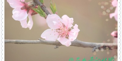 校园桃花开 校园桃花开