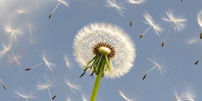 飘忽的蒲公英,落地了 飘忽的蒲公英,落地了